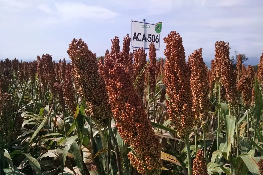 ACA-506