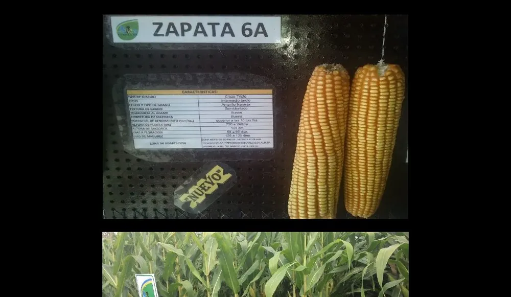 ZAPATA-6A
